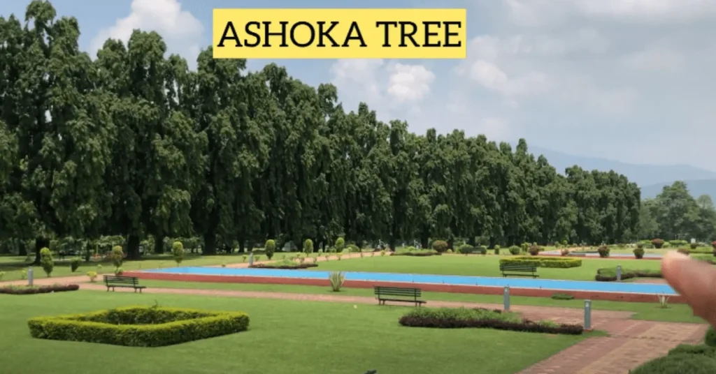 ashoka tree