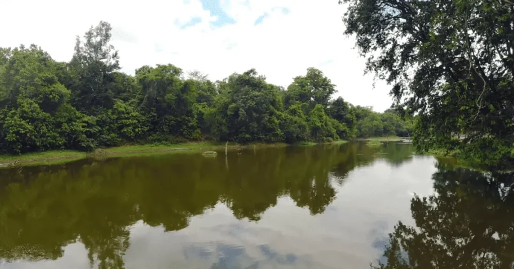 pond in wildelife sentury