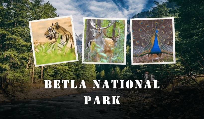 Betla National Park thumbnail image