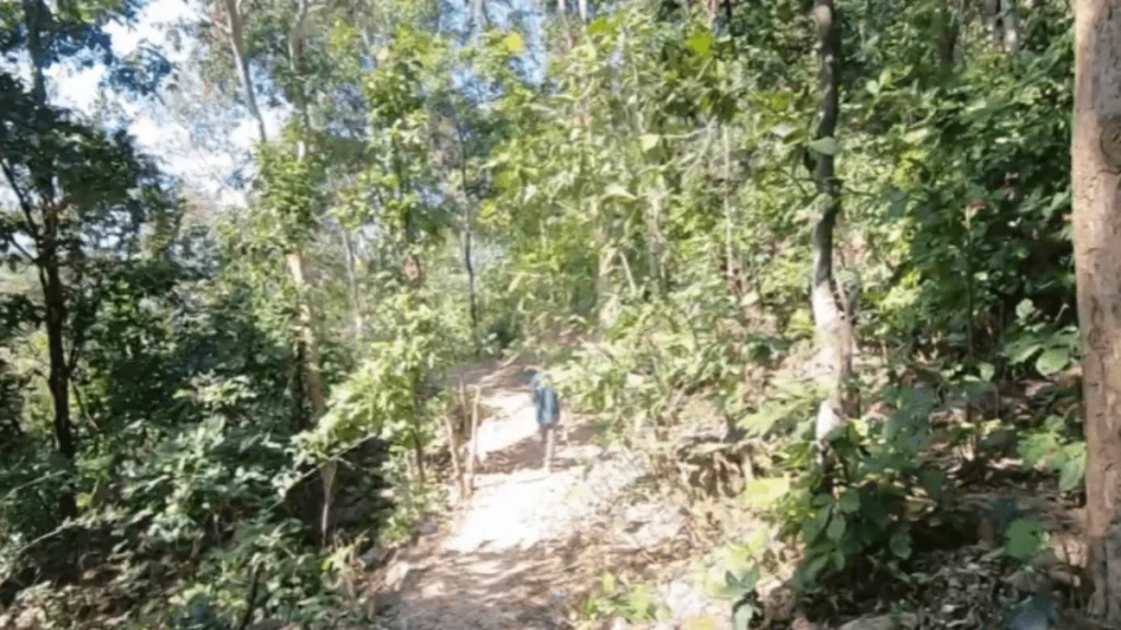 forest road for lawapani