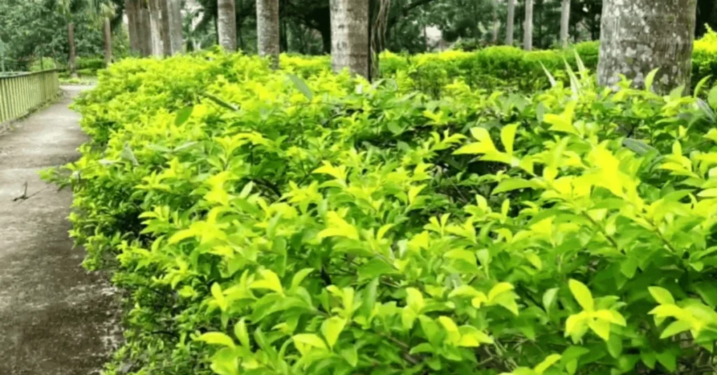 natural view in Prakriti Vihar Park amrapara pakur