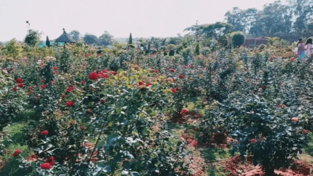 rose plant in the park