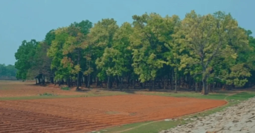 small forest in Nandini dam