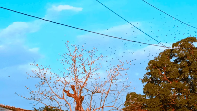 many burds in marine drive point