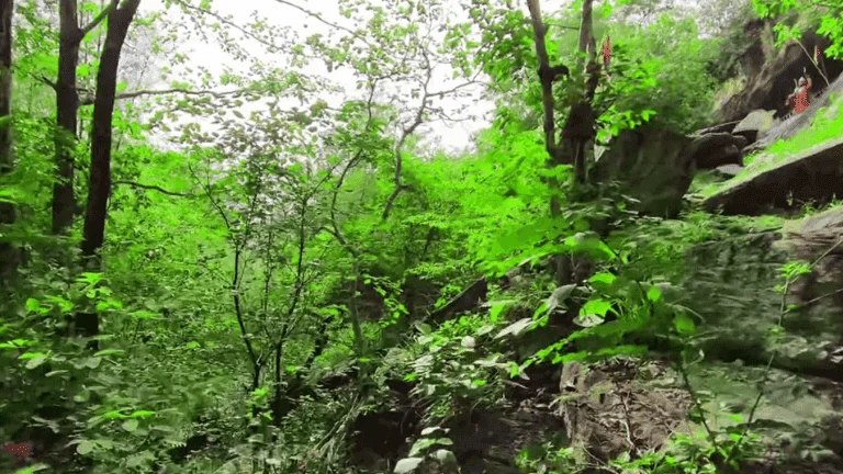 forest in Pona Parwat Dham road