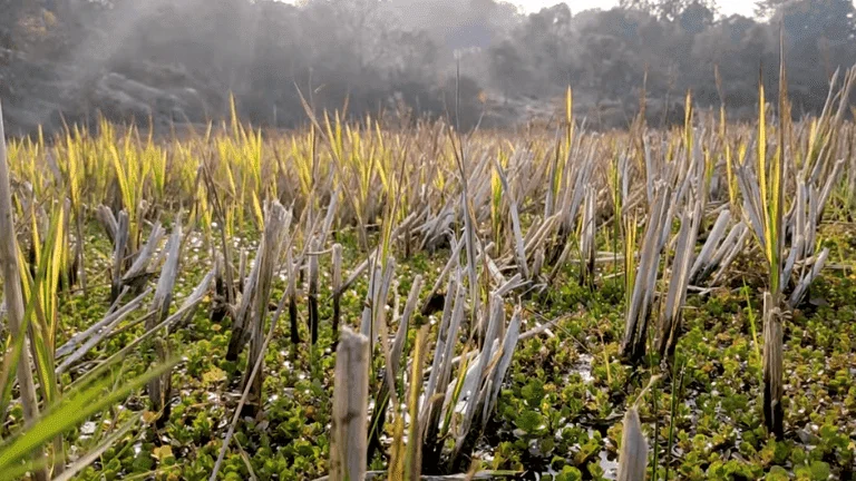 field of nature of ramgarh